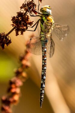 A migrant hawker dragonfly.jpg