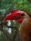 Aceros leucocephalus -Cagayan de Oro City, Mindanao, Philippines -male-8a.jpg