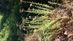 Achillea ligustica4.jpg