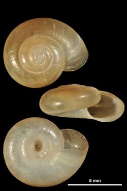 Aegopinella minor (MNHN-IM-2010-13248).jpeg