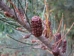 Allocasuarina grampiana 5030.jpg