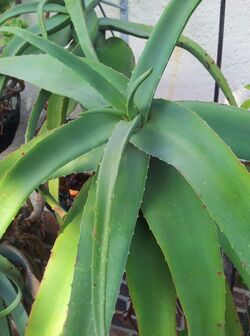 Aloe flexifolia - in cultivation.jpg