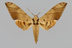 Ambulyx siamensis BMNHE813959 male up.jpg