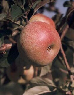 Apple (Foxwhelp cultivar).jpg