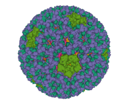 Aquareovirus 5ZVT.png