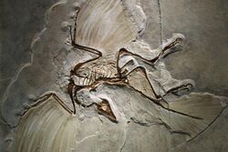 Archaeopteryx fossil.jpg