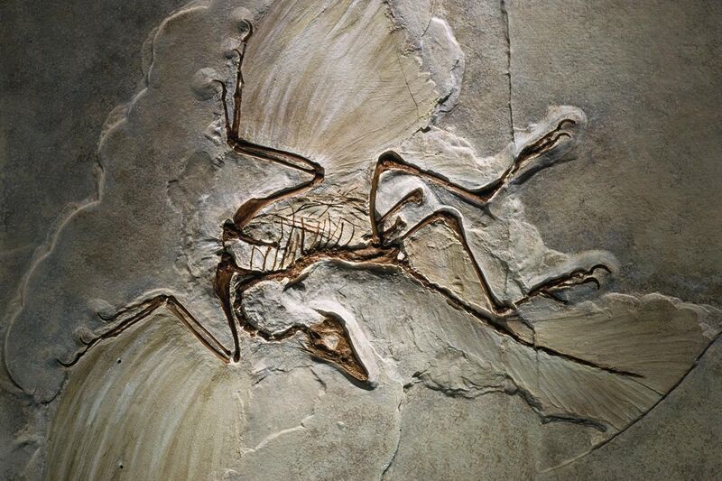 File:Archaeopteryx fossil.jpg