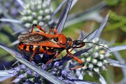 Assassin bug (Rhynocoris iracundus).jpg