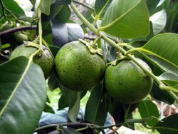 Black Sapote 1.JPG