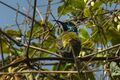 Blue-headed sunbird.jpg