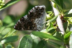 Blue metalmark, ventral.jpg