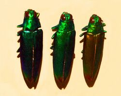 Buprestidae - Chrysochroa fulminans-1.JPG