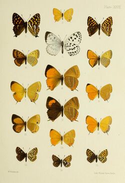 Butterflies from China, Japan, and Corea (1892) (20517132441).jpg