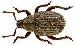 Caenopsis waltoni (Boheman, 1843) (14663445679).png