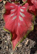 Caladium 'Sangria' Leaf.JPG