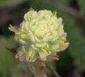 Castilleja wightii flower.jpg