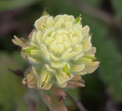 Castilleja wightii flower.jpg