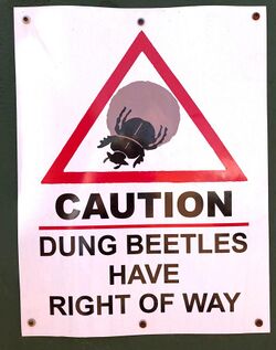 Caution Dung Beetles, South Africa.jpg