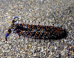 Cerberilla ambonensis nudibranch.jpg