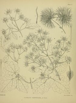 Clematis parviflora illustrated by Matilda Smith.jpg