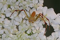 Crab Spider - Misumessus oblongus (immature male), Julie Metz Wetlands, Woodbridge, Virginia.jpg
