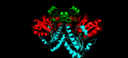 Cystathionine beta-lyase dimer.gif