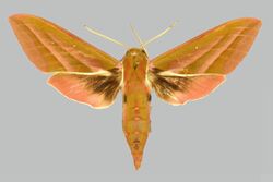Deilephila rivularis BMNHE274514 male up.jpg