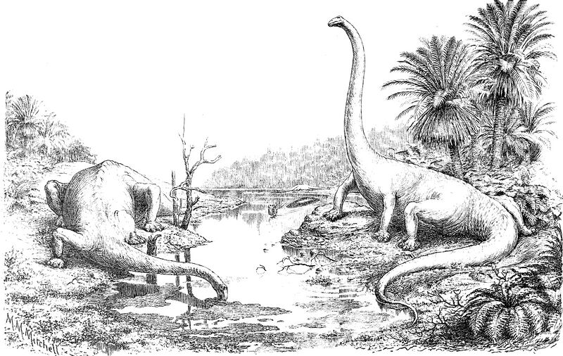 File:Diplodocus by Hay 1910.jpg
