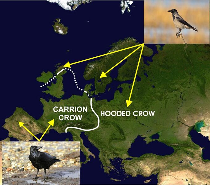 File:Distribution of carrion and hooded crows across Europe.jpg
