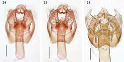 Ectoedemia similigena male genitalia.JPG