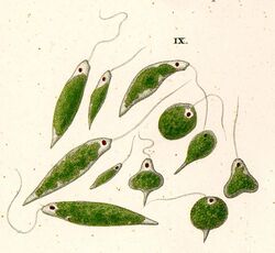 Ehrenberg euglena viridis.jpg