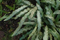 Elaphoglossum rupestre kz01.jpg