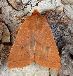 Epiglaea decliva - Sloping Sallow Moth (10917106234).jpg