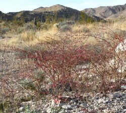 Eriogonum deflexum var deflexum 1.jpg