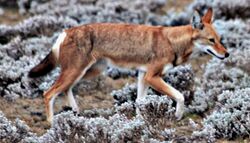 Ethiopian wolf.JPG