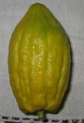 Etrog without Pitom.jpg