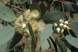 Eucalyptus oldfieldii buds.jpg