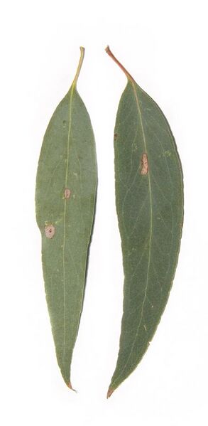 File:Eucalyptus radiata (Narrow-leaved peppermint).jpg