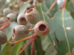 Eucalyptus staeri fruit.jpg