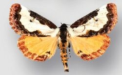 Eudryas brevipennis bonneville female.jpg