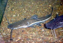 Firewood catfish.jpg