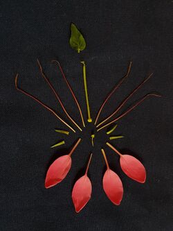 Floral diagram Cleome spinosa.jpg