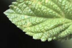 Lippia alba leaf