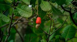 Fresh cashew.jpg