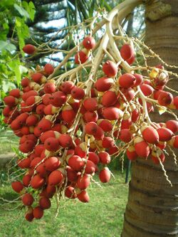 Fruits of Royal Palm.JPG