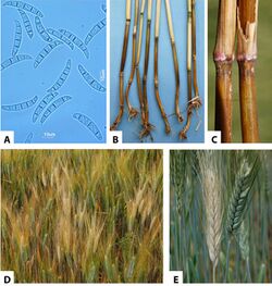 Fusarium culmorum (01).jpg