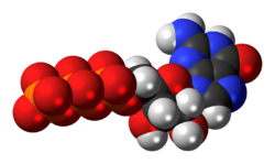 Guanosine-triphosphate-anion-3D-spacefill.png