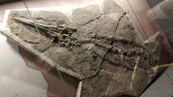 Guizhouichthyosaurus tangae.jpg