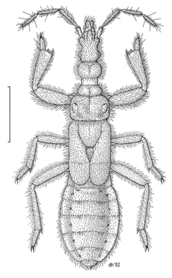 HEMI Aenictopecheidae Aenictocoris powelli.png