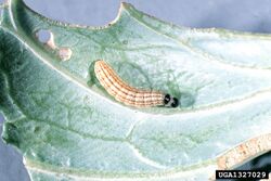 Hellula rogatalis larva.jpg